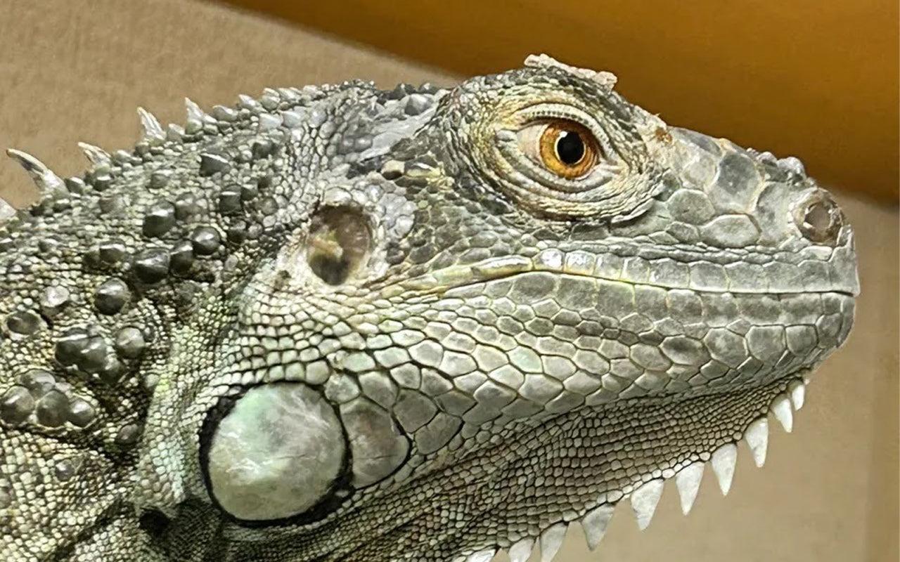 Green iguana